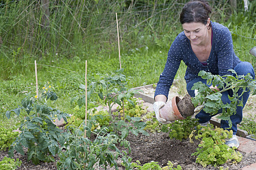 种植,西红柿,蔬菜,小块土地