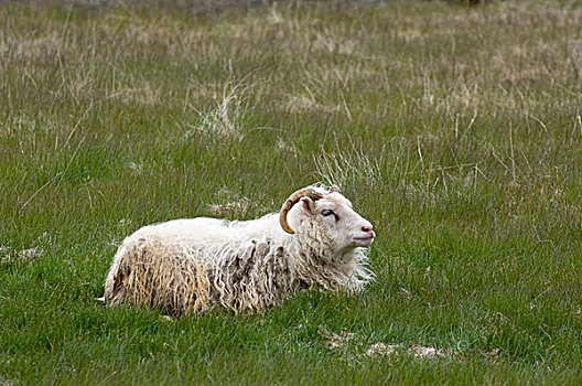 冰岛绵羊,南海岸,靠近,冰岛