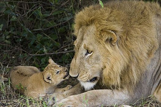 非洲狮,狮子,五个,星期,老,幼兽,玩,成年,雄性,自豪,时间,脆弱,马赛马拉国家保护区,肯尼亚