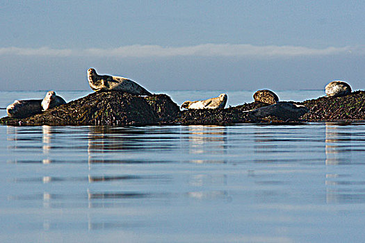毛皮,海豹,晒太阳,岩石上,靠近,维多利亚,温哥华岛,不列颠哥伦比亚省,加拿大
