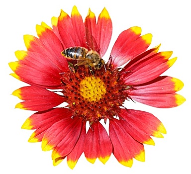 花,蜜蜂,隔绝