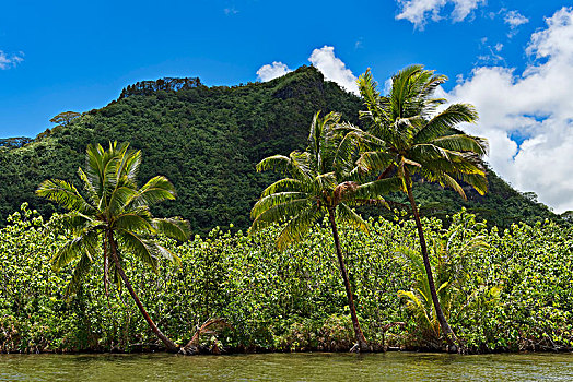 椰树,茂密,海岸,赖阿特阿岛,法属玻利尼西亚,大洋洲