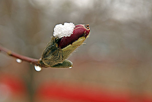 下雪,大雪,春雪,寒流,花朵,绽放,玉兰花,耐寒,植物