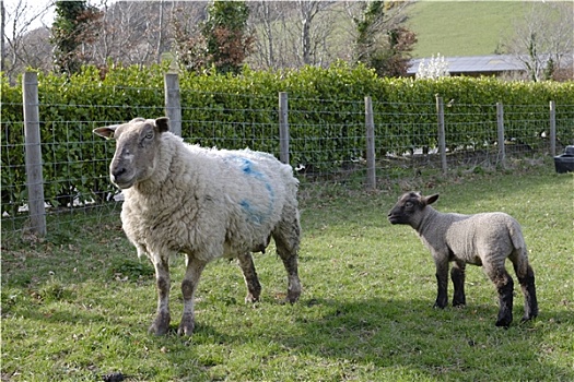 绵羊,羊羔,地点