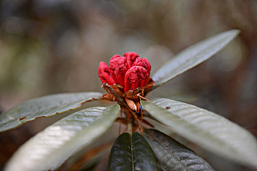 奇花,马樱花