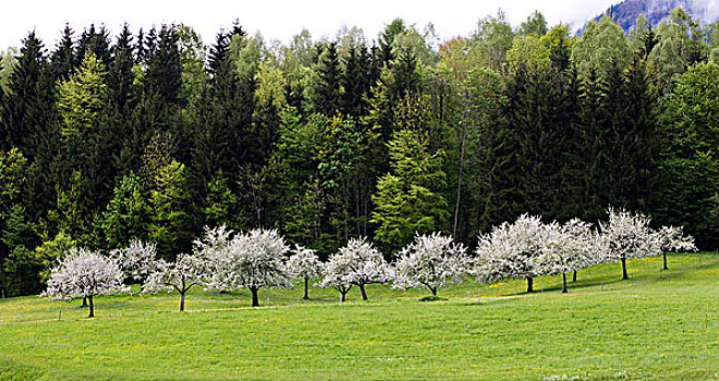 苹果树,开花,德国