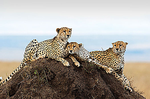 三个,印度豹,暸望,山,马赛马拉,肯尼亚,非洲