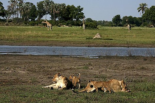 饥饿,狮子,休息,享用,长颈鹿,看,奥卡万戈三角洲