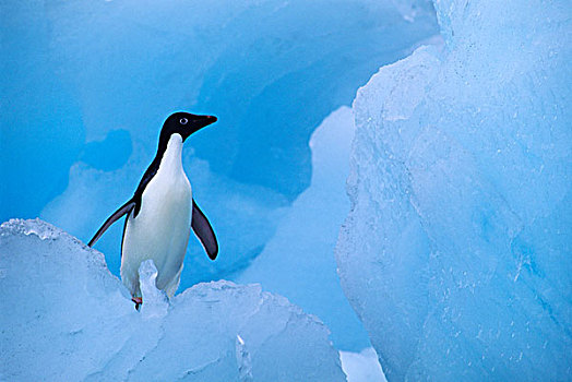 南极,布朗布拉夫,阿德利企鹅,冰,鹅卵石