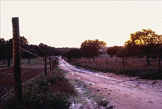 土路,地点,栅栏,日落,葡萄牙