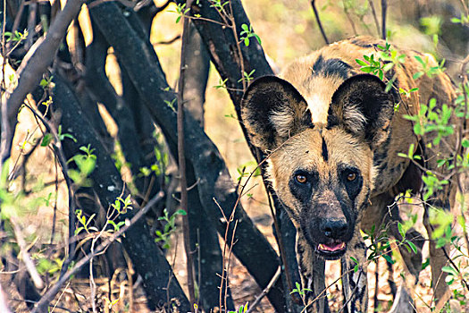 博茨瓦纳,奥卡万戈三角洲,非洲野狗,非洲野犬属,看,室外,安息地,荫凉