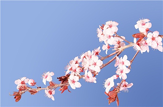 樱花,粉色,日本樱花,枝条