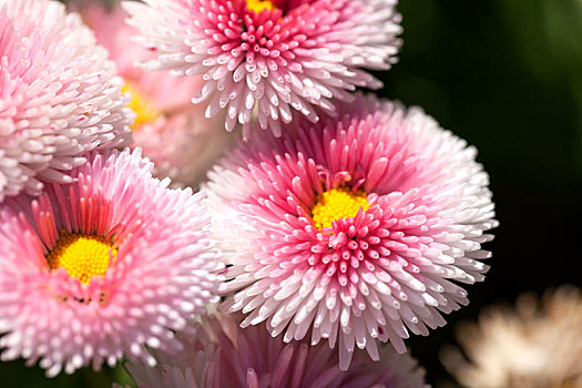 花,雏菊属,白色,粉色,盛开,草地,特写