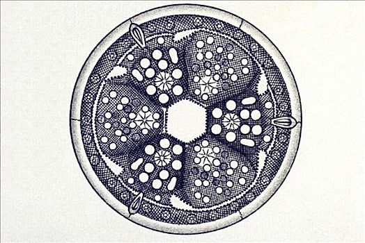 历史,插画,名字,自然,艺术,形态