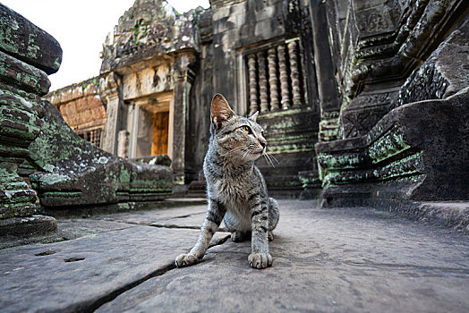 柬埔寨班提色玛寺的猫