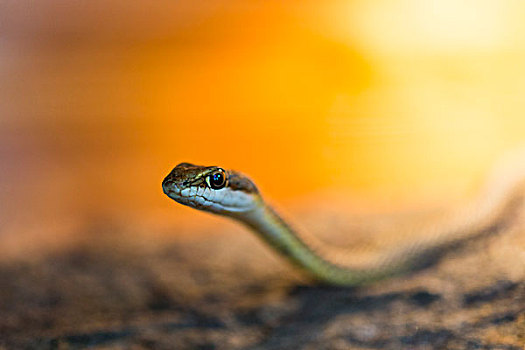 蛇,斯瓦科普蒙德,埃龙戈区,纳米比亚,非洲