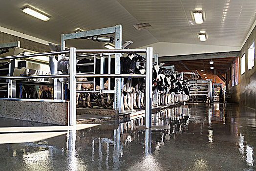 平行,挤奶,厅室,母牛,不列颠哥伦比亚省,加拿大