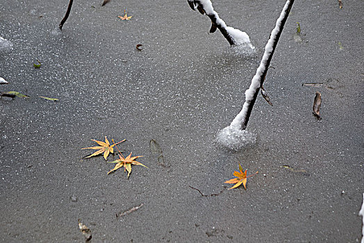 雪中的秋叶