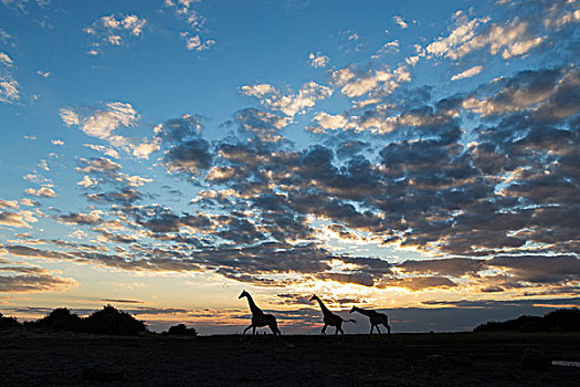 非洲,博茨瓦纳,乔贝国家公园,剪影,长颈鹿,乔贝,河,日落