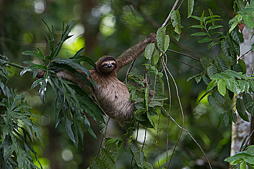 树懒,褐喉树懒,悬挂,藤蔓植物,热带雨林,波多黎各,哥斯达黎加,北美