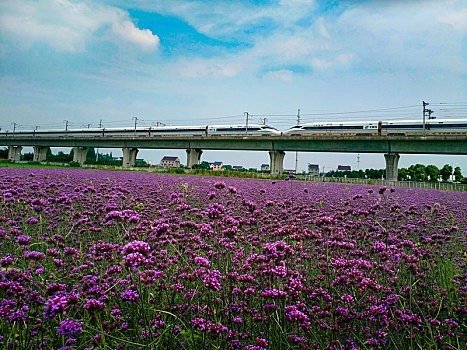 高铁,花海,高铁旅行