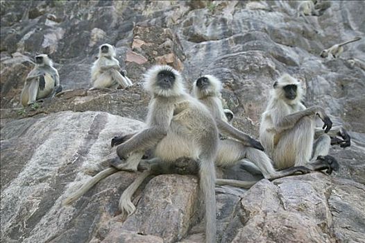 哈奴曼,叶猴,长尾叶猴,军队,拉贾斯坦邦,印度