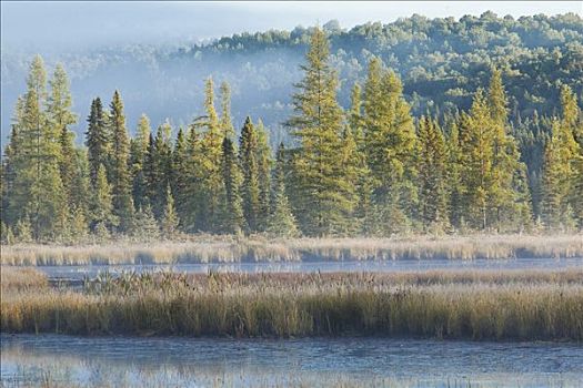 薄雾,上方,湿地,科斯河地区,阿尔冈金省立公园,安大略省,加拿大