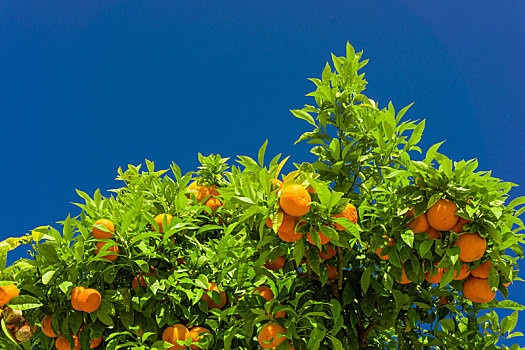 橘树,橘子,悬挂,枝头,橙色,果园