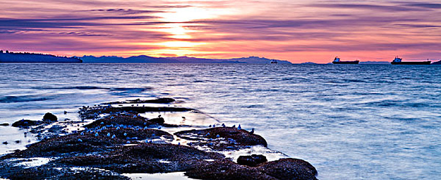 海鸥,岩石上,英吉利湾,市区,温哥华,不列颠哥伦比亚省