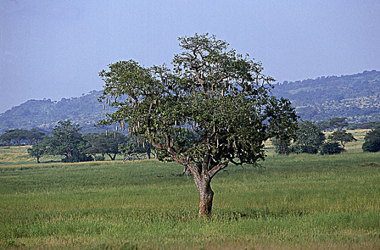 塔兰吉雷,公园,坦桑尼亚