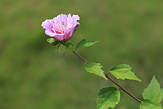 木槿花开