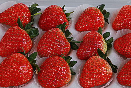 草莓红草莓白草莓