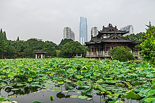 湖州飞英公园夏景