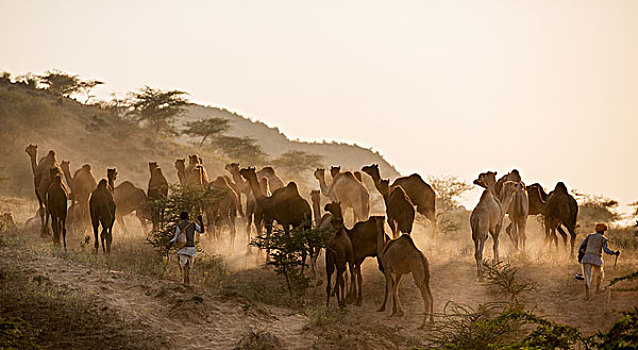 骆驼,道路,普什卡,牛,市场,拉贾斯坦邦,印度,亚洲