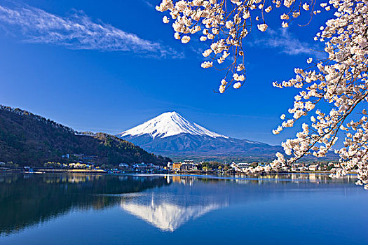 山,富士山,樱桃树,湖