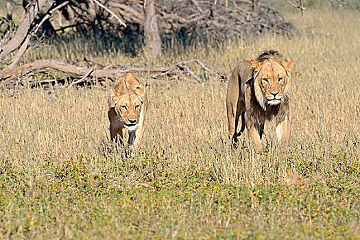 狮子,情侣,雄性,雌性,走,草,卡拉哈迪大羚羊国家公园,北开普,南非,非洲