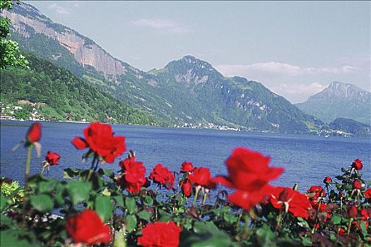 正面,湖,琉森湖,瑞士