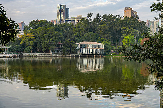 羊城广州天河公园冬季湖边水杉美景