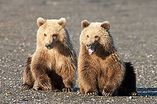 大灰熊,棕熊,幼兽,一个,哈欠,卡特麦国家公园,阿拉斯加