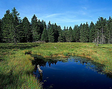 荒野,湿地,自然保护区,图林根州,德国,欧洲
