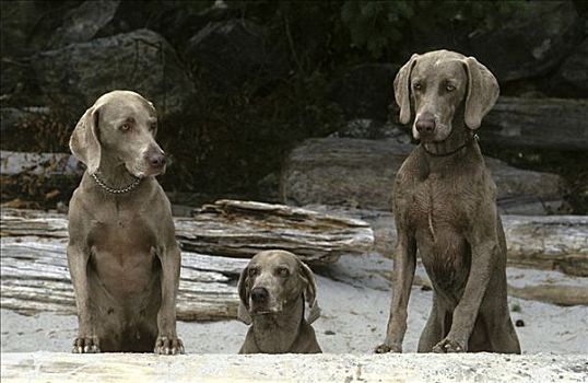 三个,魏玛犬,狗,站立,靠近,木板