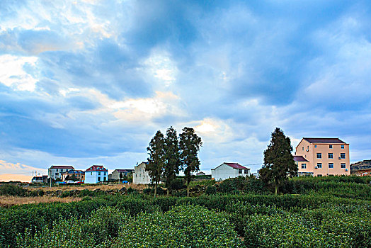 山村,茶园