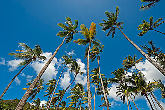 棕榈树,玛丽格特湾,卡斯特里,圣卢西亚,北美