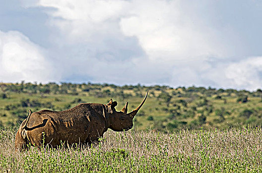 肯尼亚,一个,黑犀牛,著名