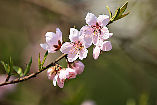 桃花,枝条