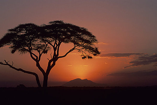 肯尼亚,安伯塞利国家公园,日落,刺槐