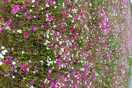 长春花花海