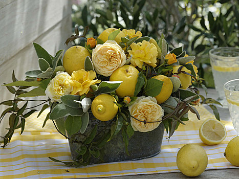 黄色,安放,玫瑰,柠檬柑,卷须