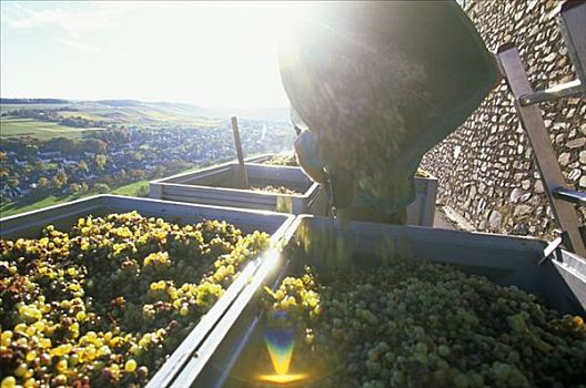 葡萄采摘,摩泽尔,产酒区,莱茵兰普法尔茨州,德国