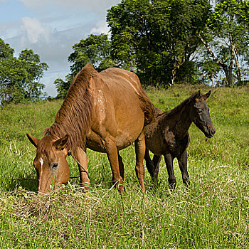马,小马,放牧,土地,加拉帕戈斯